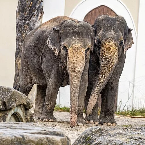Asiatischer Elefant in einer grünen Landschaft