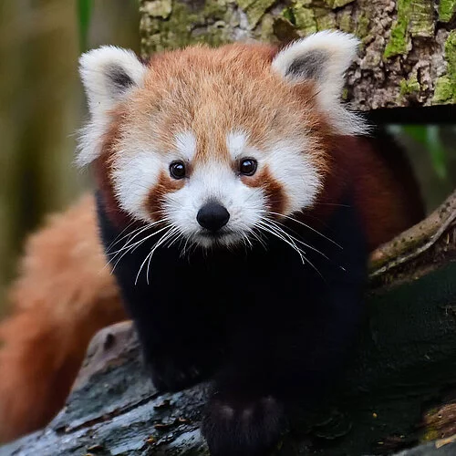 Roter Panda