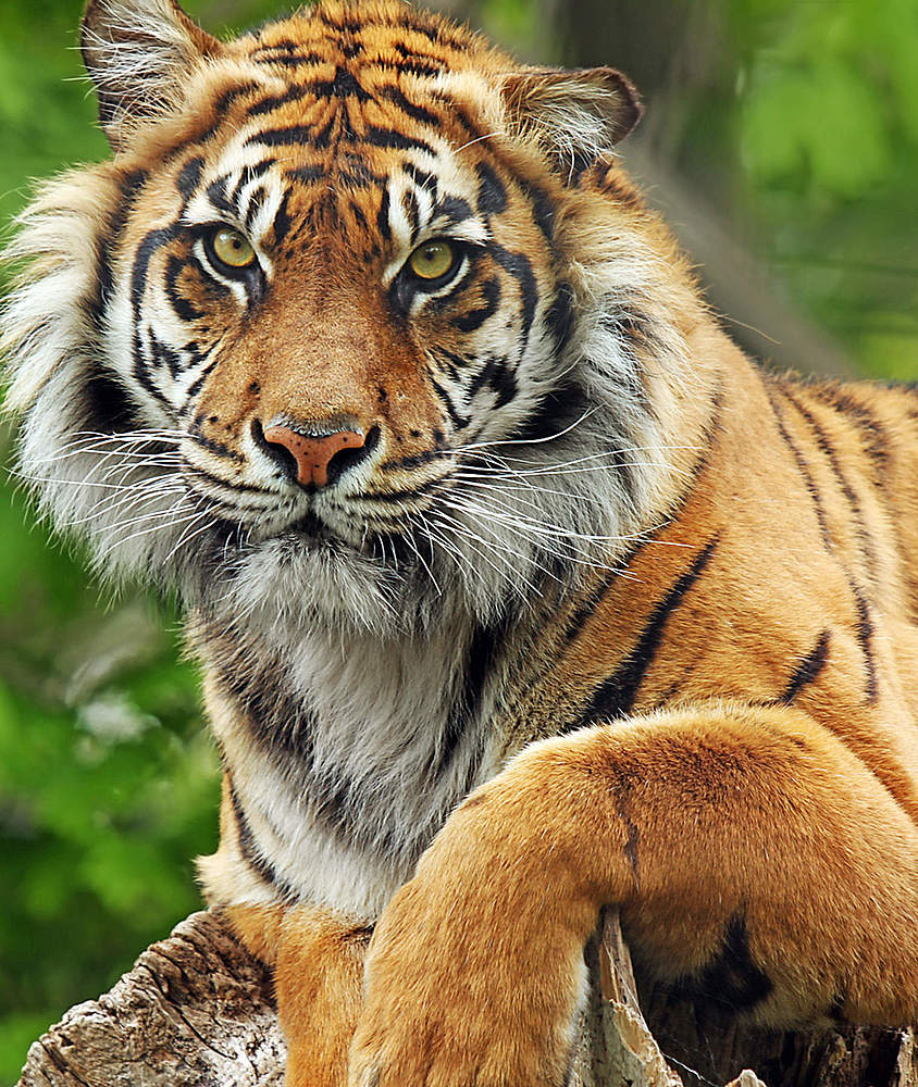 Bengalischer Tiger